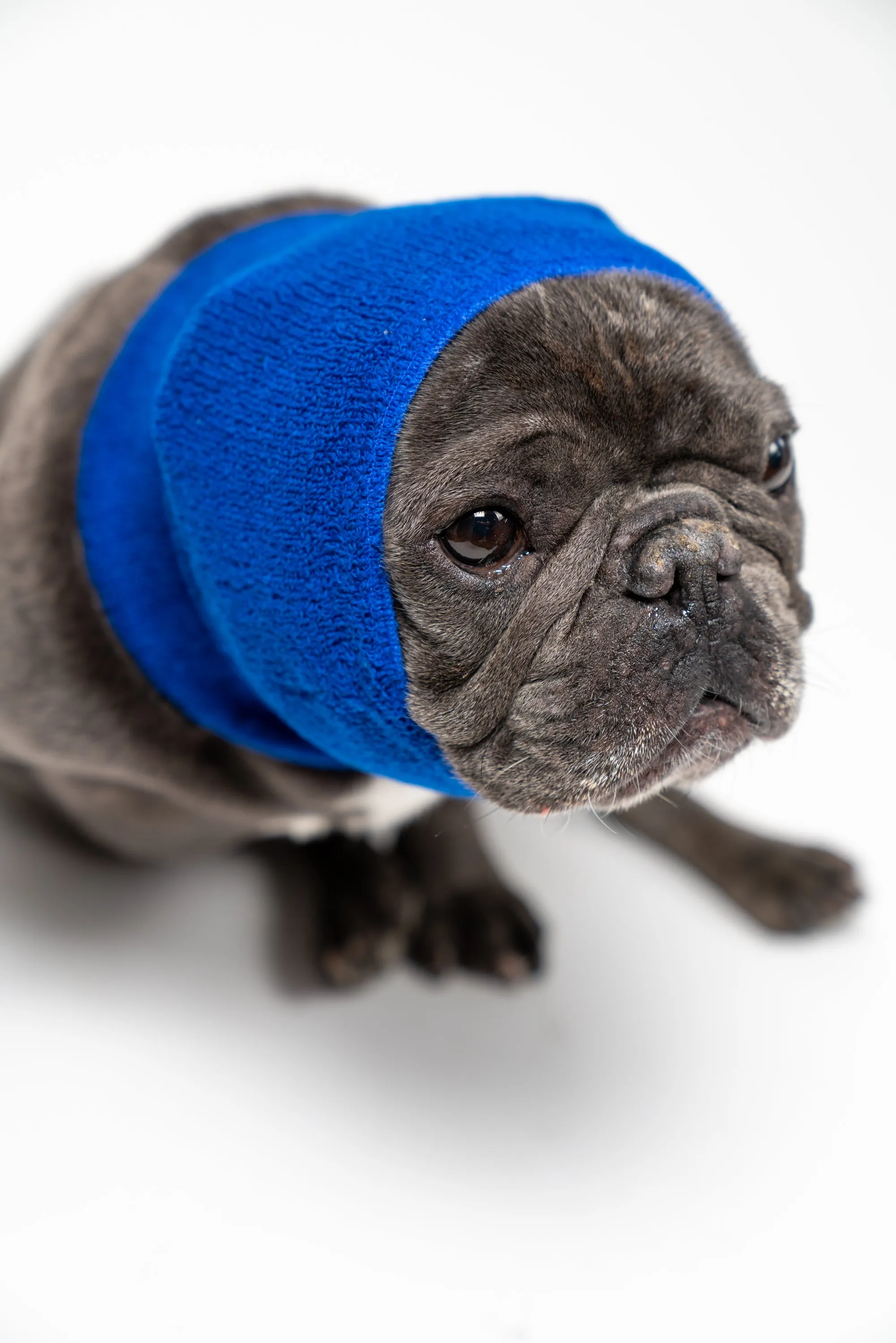 Pet Hoodz for Dogs-Anxiety, Grooming, Ear Muffs, Dog Ear Protection, Calming Hood, Ear Compression, Pet Hoodie, Dog Hoodie, Dog Ear Wrap