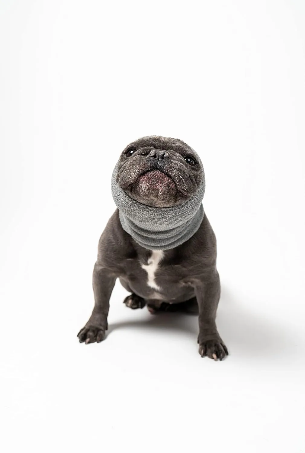 Pet Hoodz for Dogs-Anxiety, Grooming, Ear Muffs, Dog Ear Protection, Calming Hood, Ear Compression, Pet Hoodie, Dog Hoodie, Dog Ear Wrap