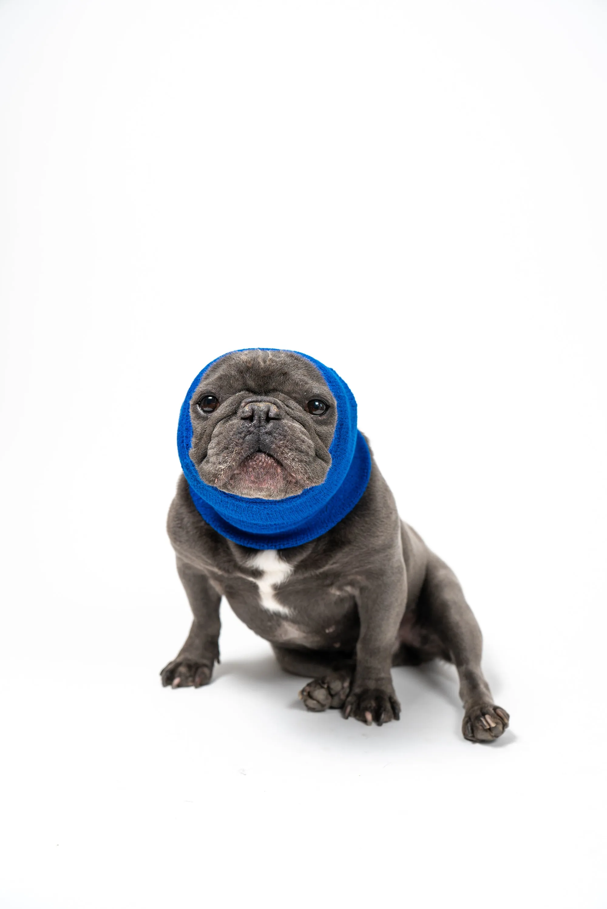 Pet Hoodz for Dogs-Anxiety, Grooming, Ear Muffs, Dog Ear Protection, Calming Hood, Ear Compression, Pet Hoodie, Dog Hoodie, Dog Ear Wrap