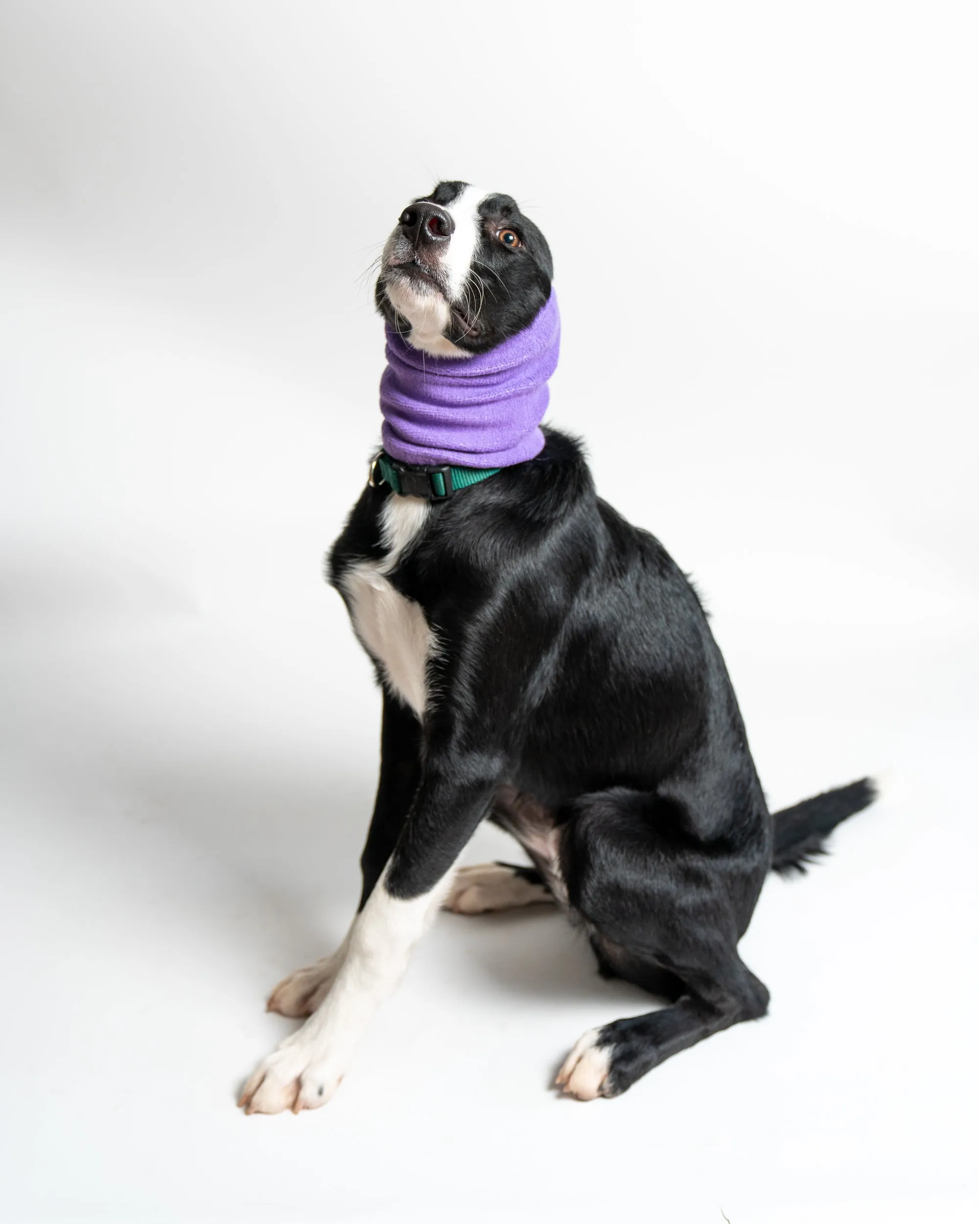 Pet Hoodz for Dogs-Anxiety, Grooming, Ear Muffs, Dog Ear Protection, Calming Hood, Ear Compression, Pet Hoodie, Dog Hoodie, Dog Ear Wrap