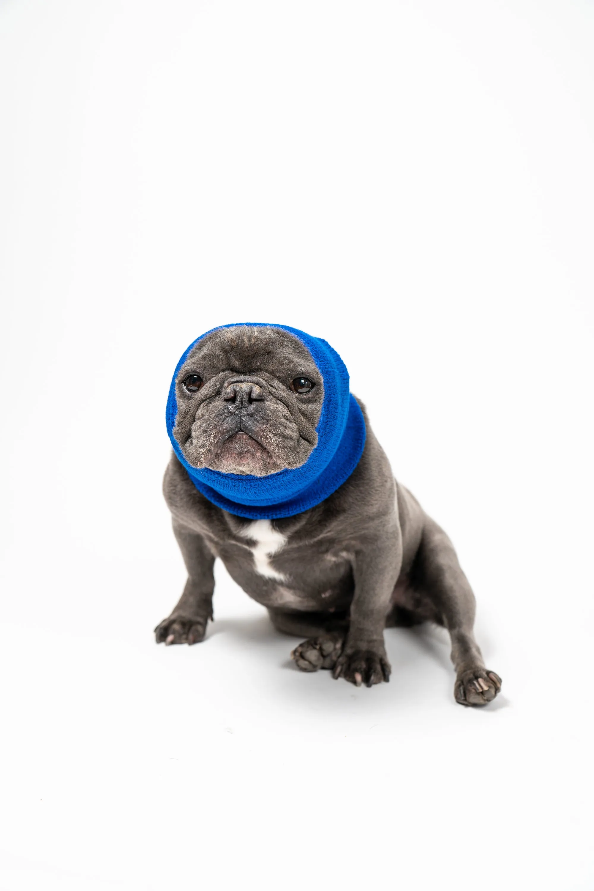 Pet Hoodz for Dogs-Anxiety, Grooming, Ear Muffs, Dog Ear Protection, Calming Hood, Ear Compression, Pet Hoodie, Dog Hoodie, Dog Ear Wrap