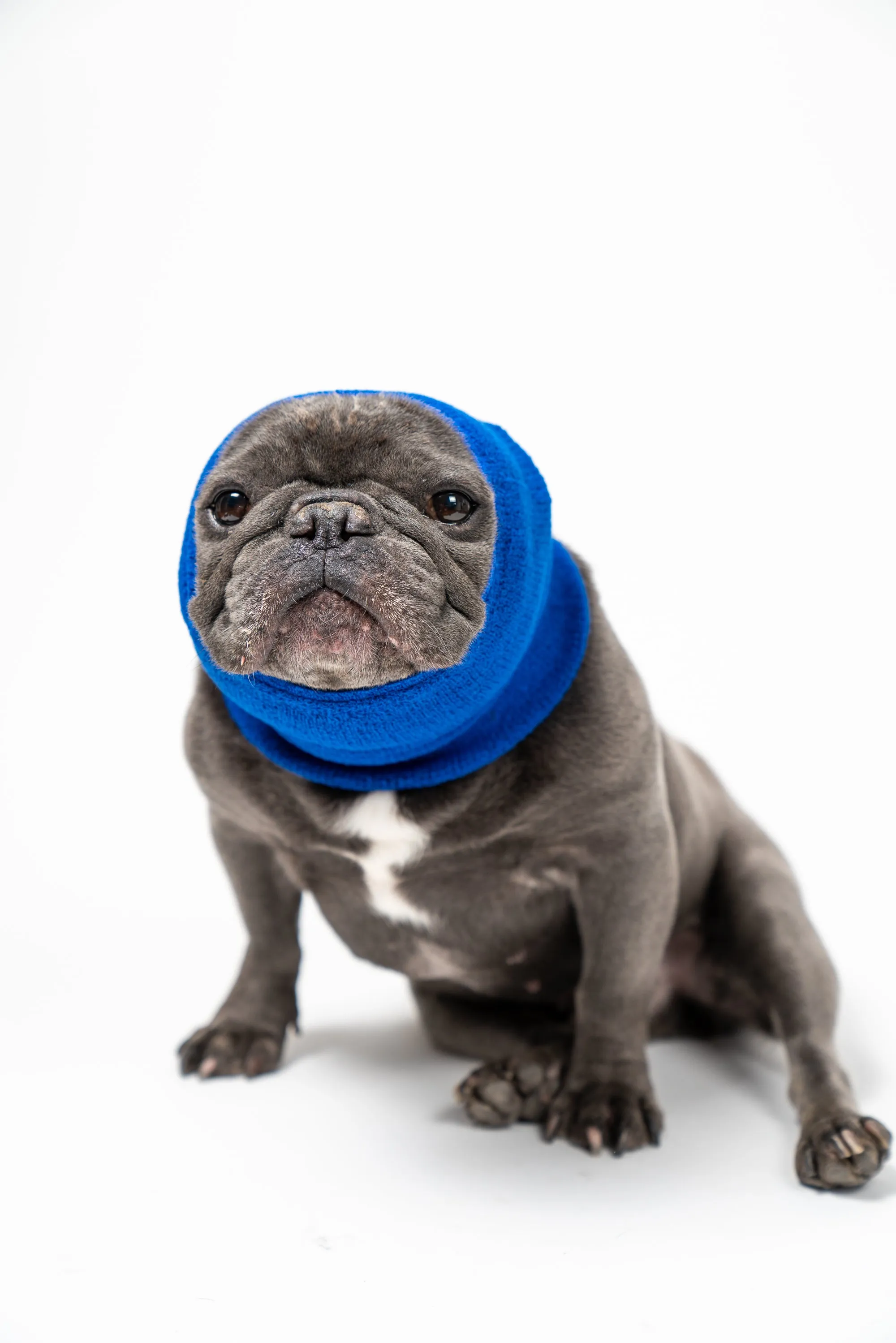 Pet Hoodz for Dogs-Anxiety, Grooming, Ear Muffs, Dog Ear Protection, Calming Hood, Ear Compression, Pet Hoodie, Dog Hoodie, Dog Ear Wrap