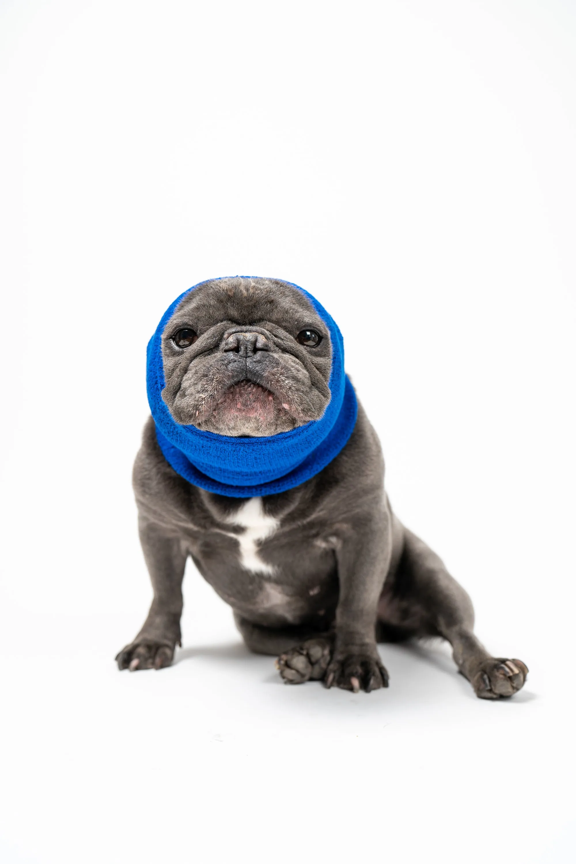 Pet Hoodz for Dogs-Anxiety, Grooming, Ear Muffs, Dog Ear Protection, Calming Hood, Ear Compression, Pet Hoodie, Dog Hoodie, Dog Ear Wrap